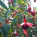 Picasa 2.7